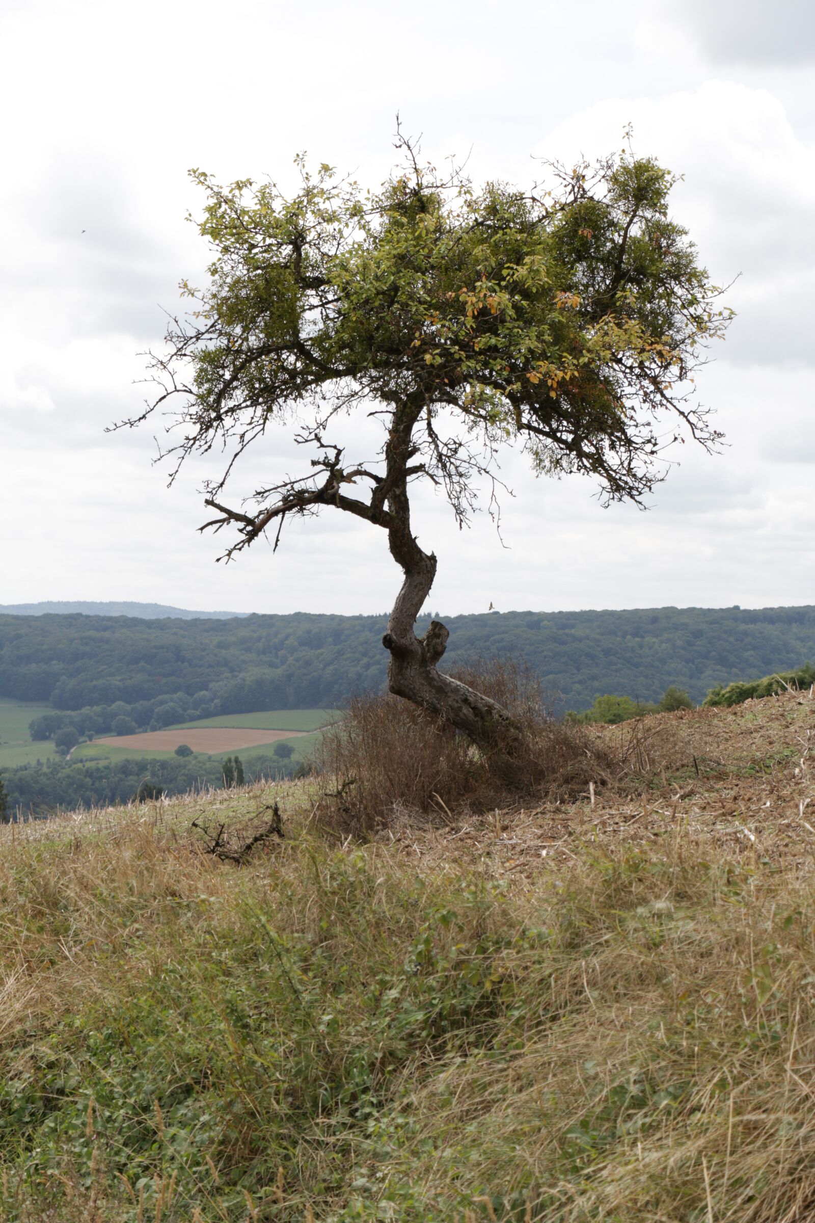 Canon EOS 70D sample photo. Tree, landscape, nature photography