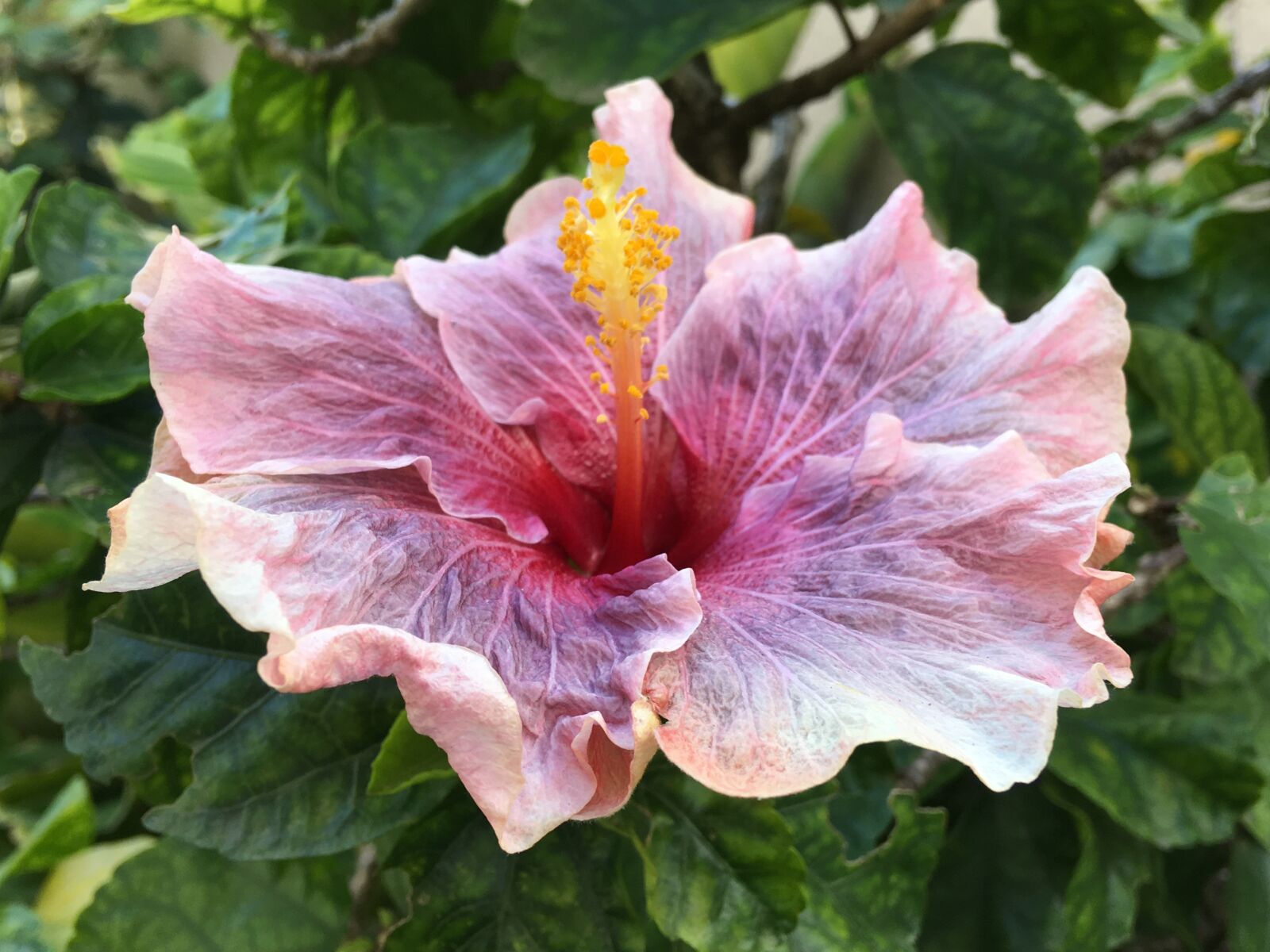 Apple iPhone 6s Plus sample photo. Pink, pink petals, pink photography