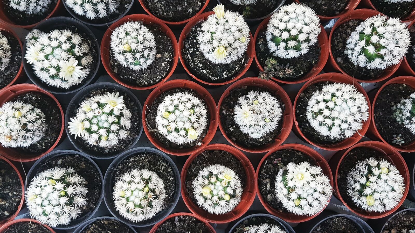 Samsung Galaxy S7 Edge sample photo. Cactus, cactus flowering, succulent photography