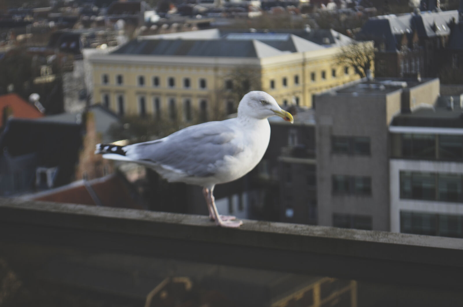 Nikon D5100 sample photo. Bird, buildings, city, roof photography
