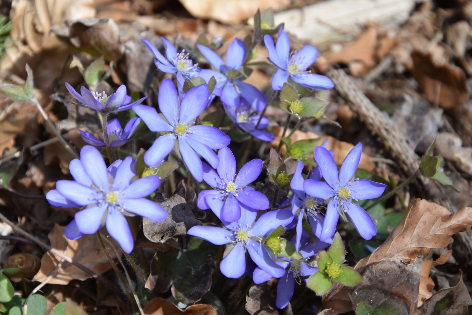 Nikon D5500 sample photo. Hepatica, flowers, purple photography