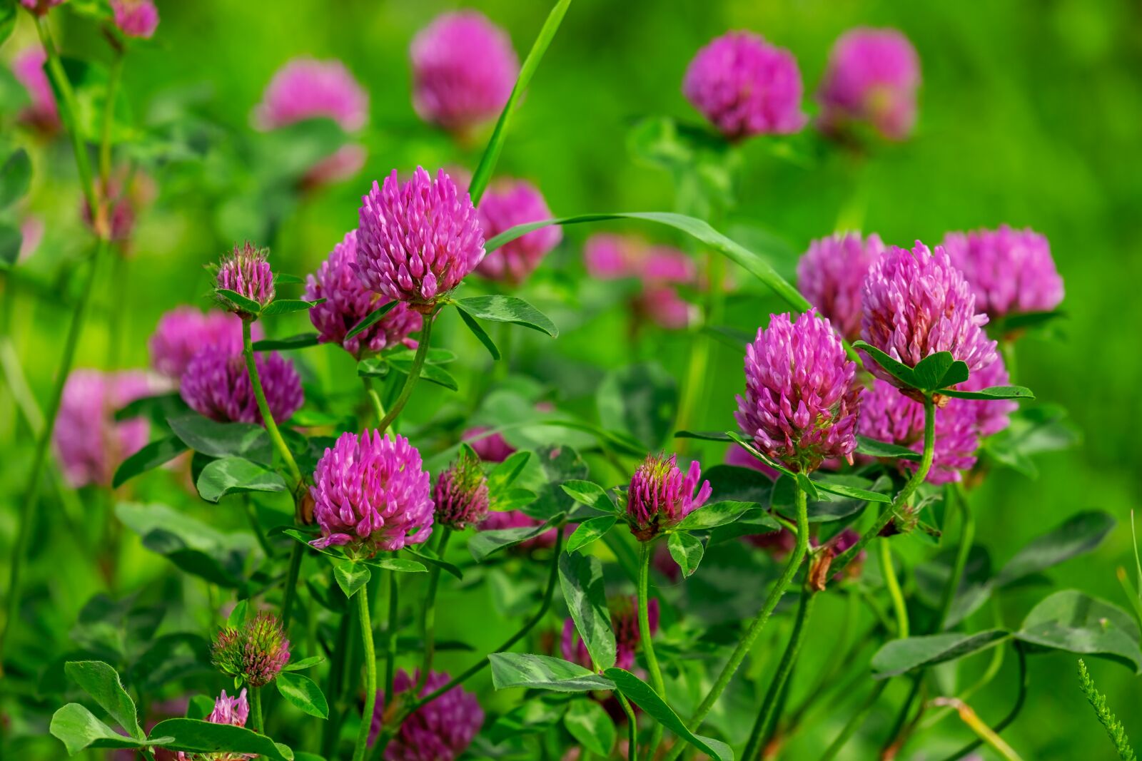 Fujifilm XF 55-200mm F3.5-4.8 R LM OIS sample photo. Klee, blossom, bloom photography