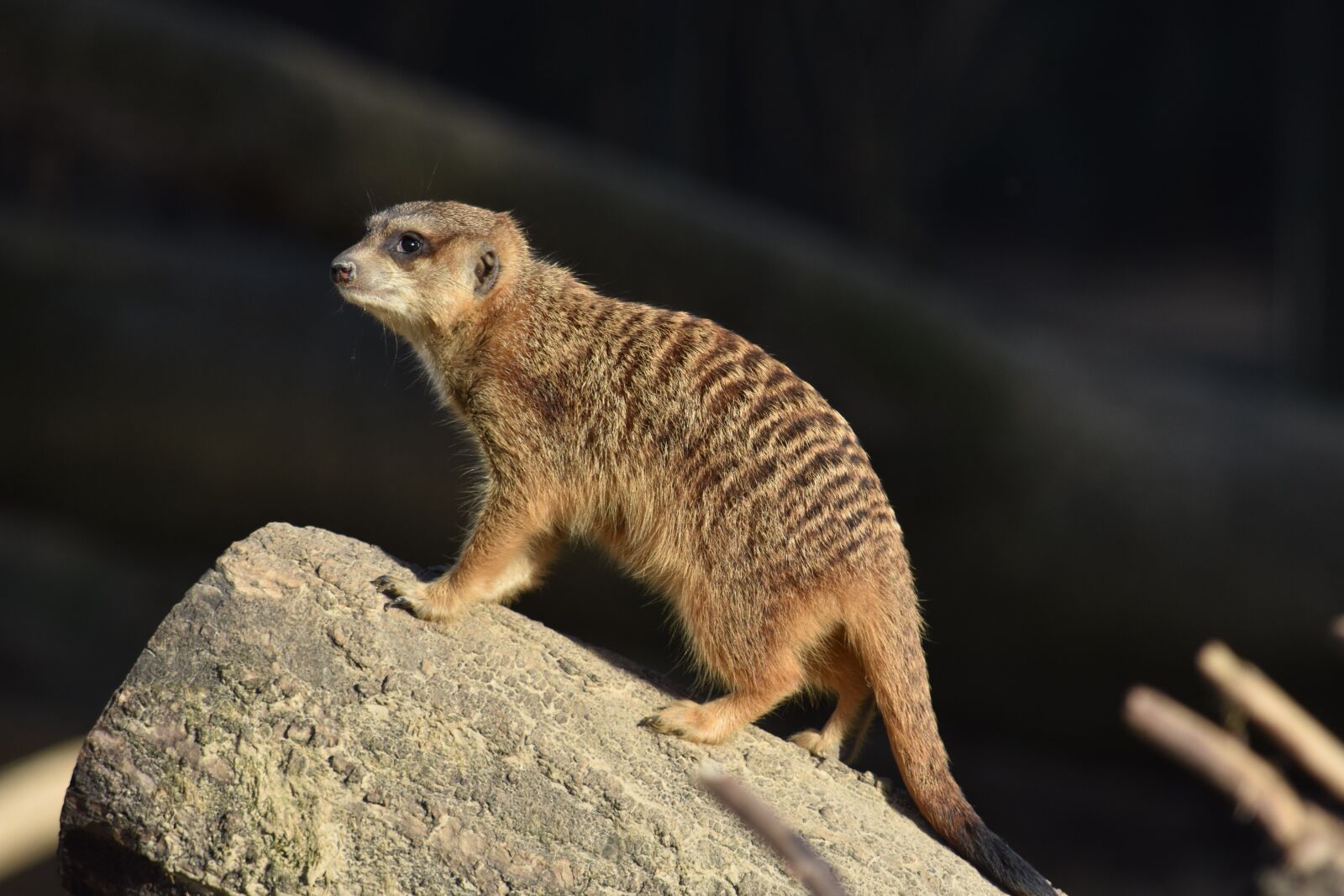 Nikon D7200 sample photo. Meerkat, nature, mammal photography