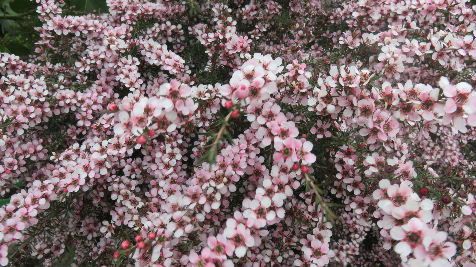 Canon PowerShot SX710 HS sample photo