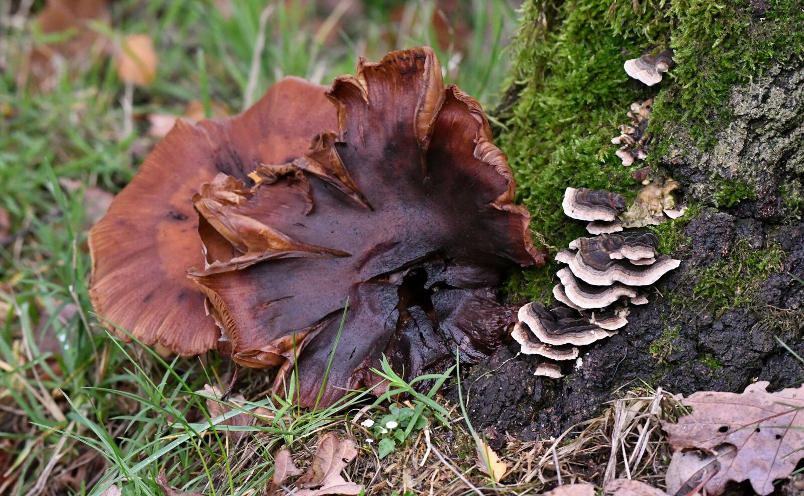Nikon D500 sample photo. Mushroom, tracks, agaric photography