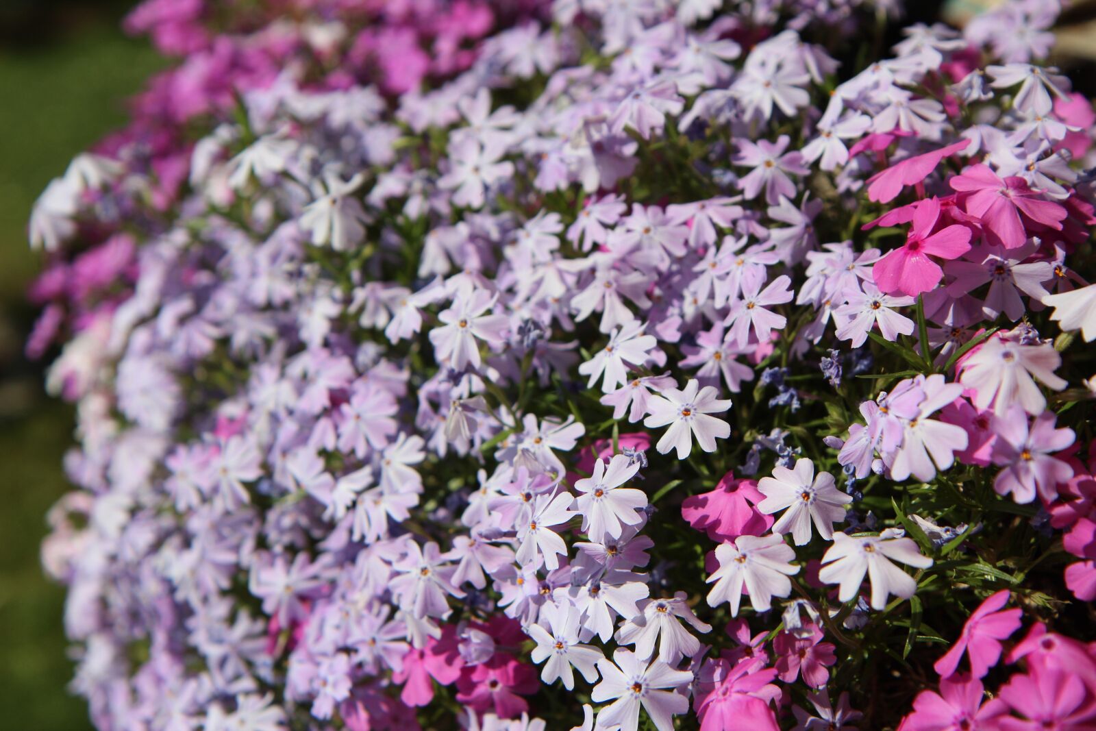 Canon EOS 600D (Rebel EOS T3i / EOS Kiss X5) + Sigma 12-24mm f/4.5-5.6 EX DG ASPHERICAL HSM + 1.4x sample photo. Flower box, planter flower photography