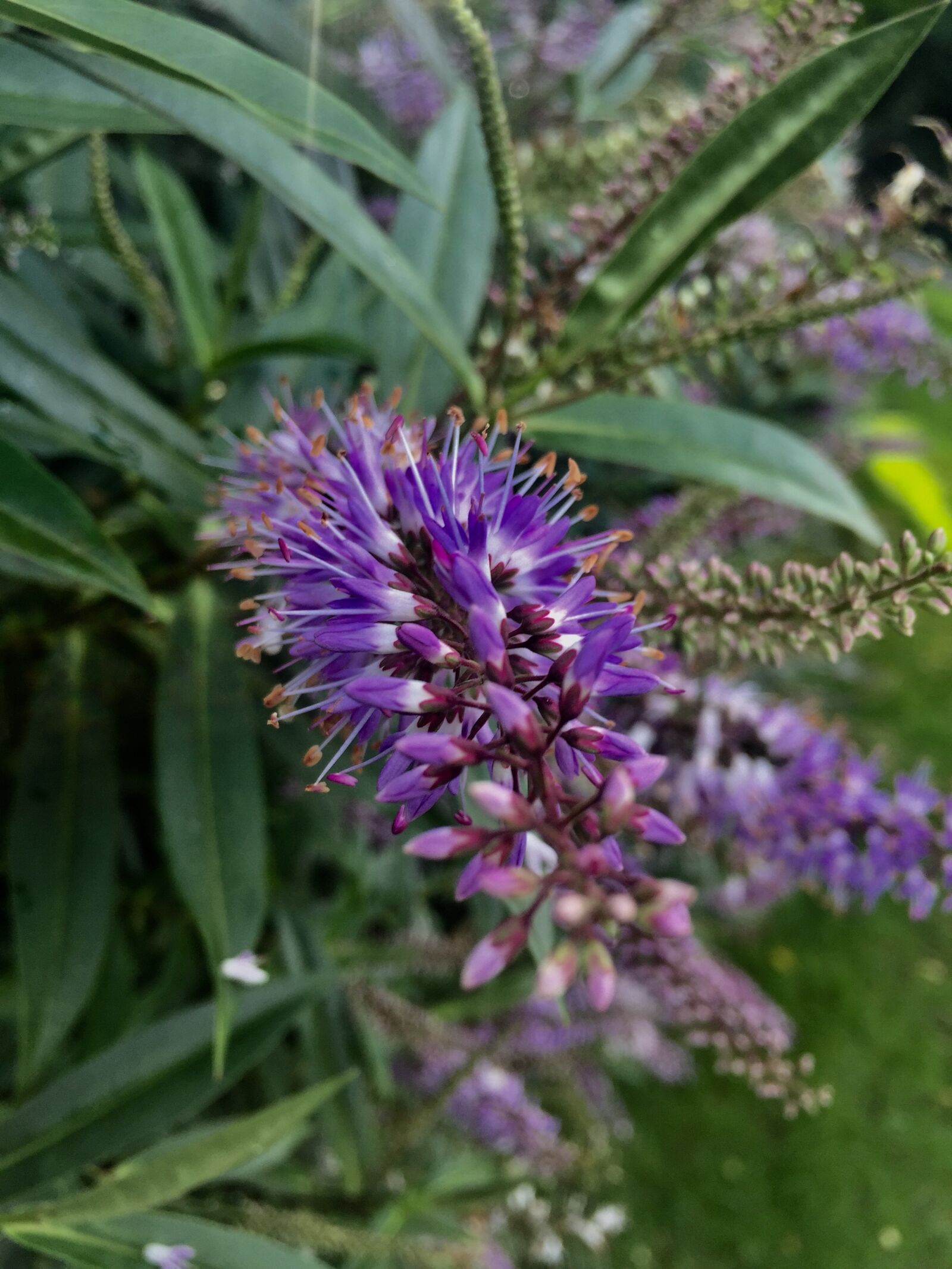 Apple iPhone 6 sample photo. Purple, flower, park photography