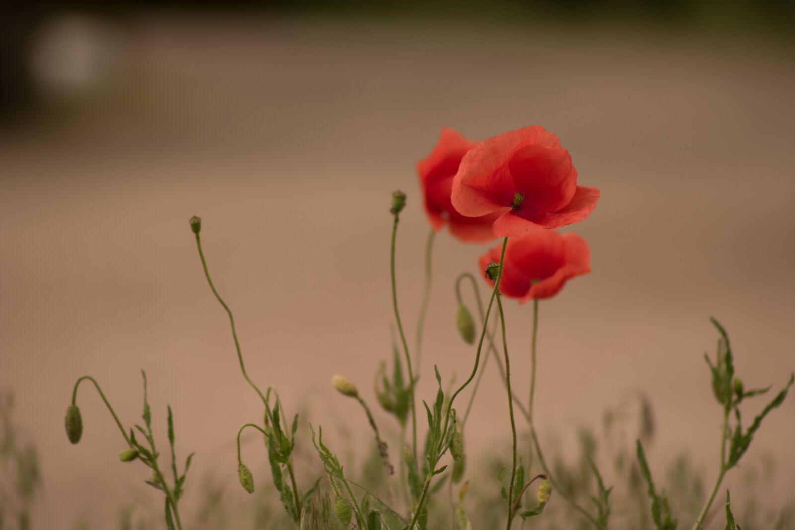 Nikon D5600 sample photo. Poppy, flower, nature photography