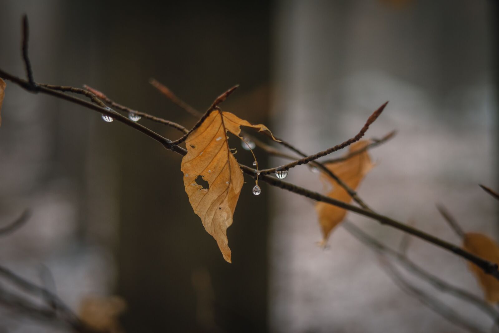 EF35-135mm f/4-5.6 USM sample photo. Leaf, winter, withered photography