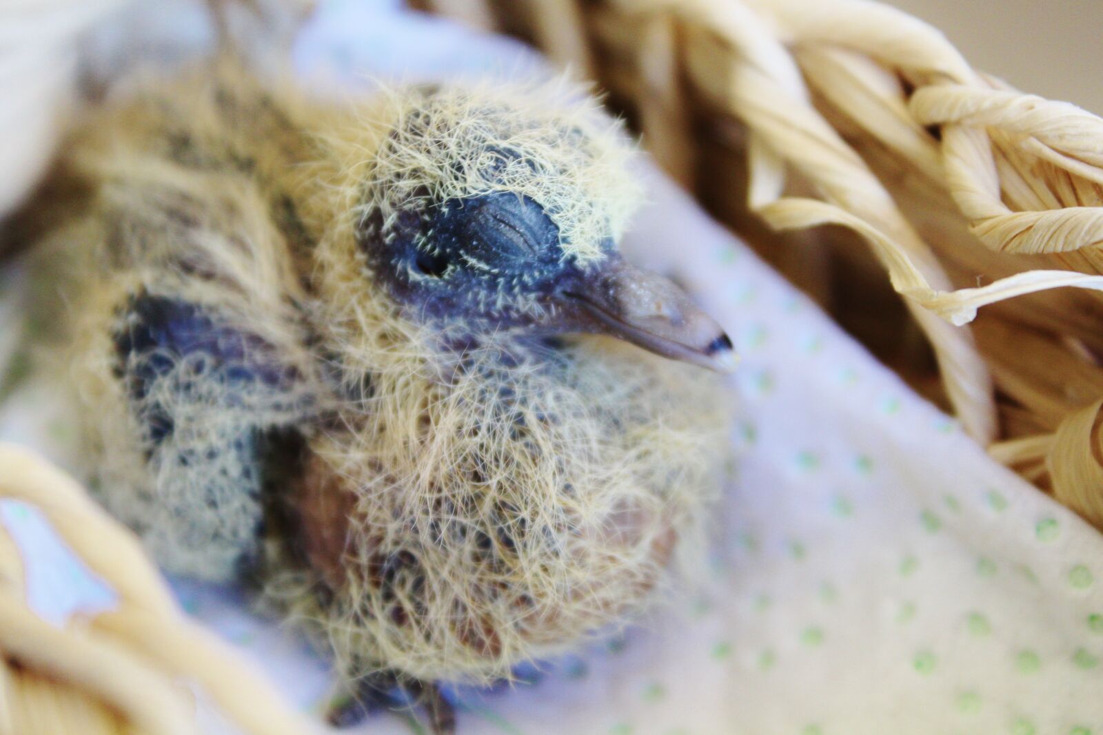 Canon EOS 650D (EOS Rebel T4i / EOS Kiss X6i) sample photo. Bird, young bird, nest photography