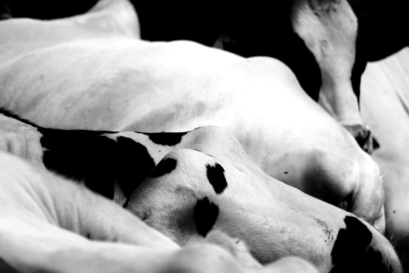 Canon EOS 1100D (EOS Rebel T3 / EOS Kiss X50) + EF75-300mm f/4-5.6 sample photo. Cows, pasture, black photography