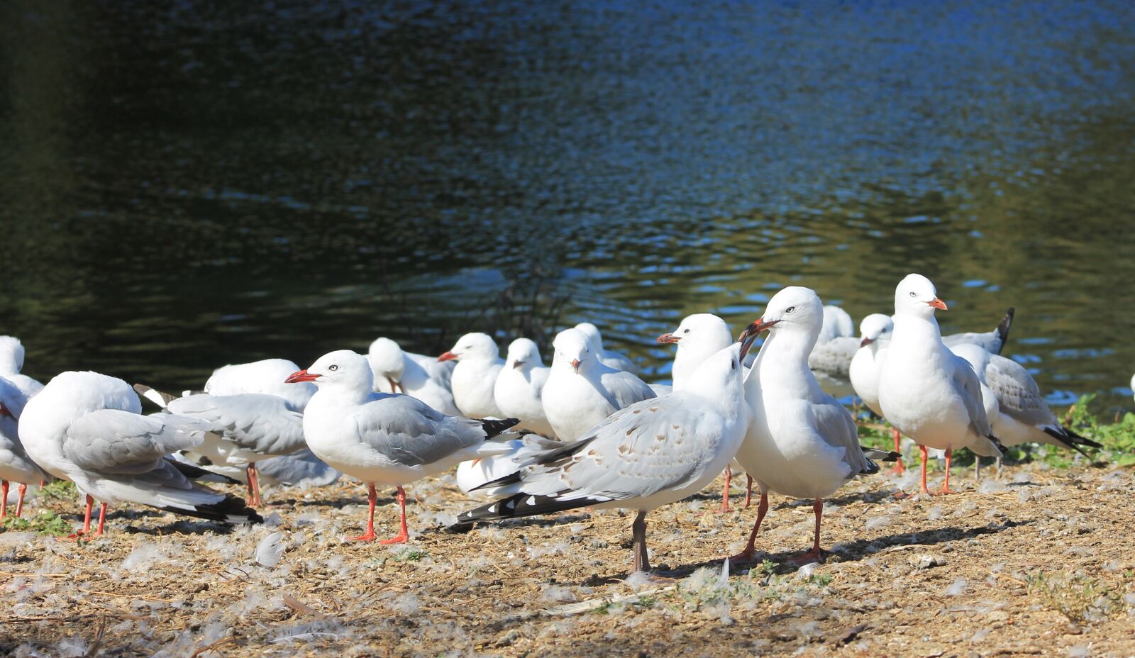 Canon EF75-300mm f/4-5.6 sample photo. Water, seagull, scenic photography