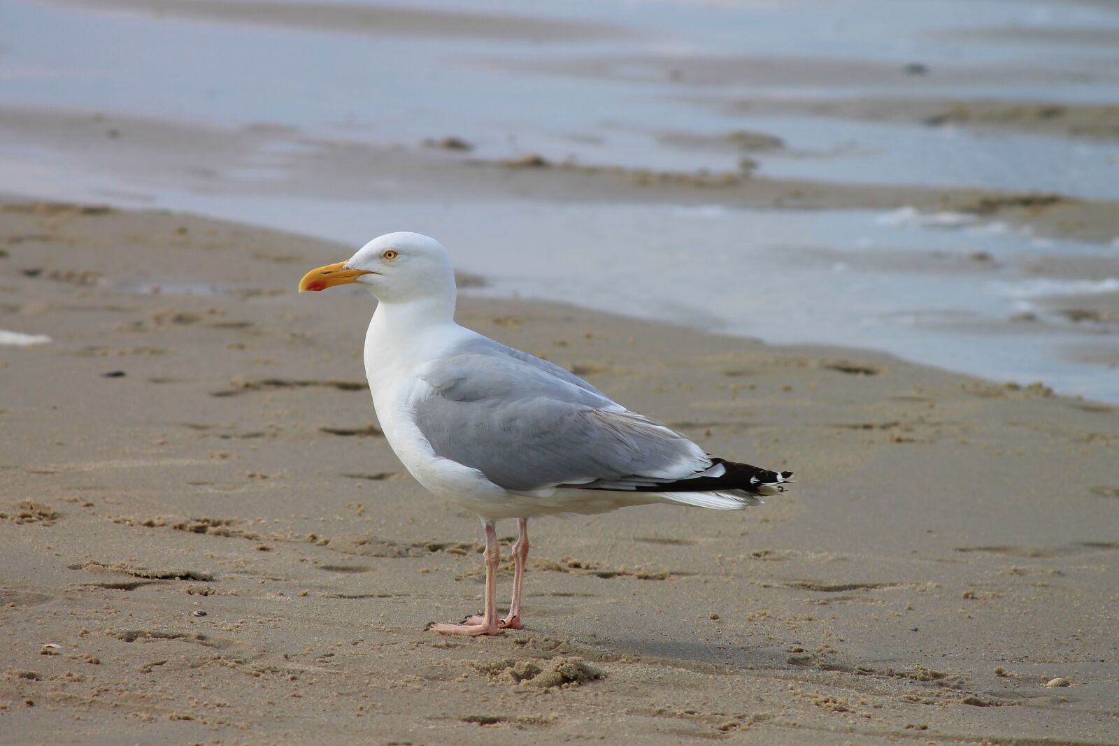 Canon EOS 1100D (EOS Rebel T3 / EOS Kiss X50) sample photo. Herring gull, seagull, seevogel photography