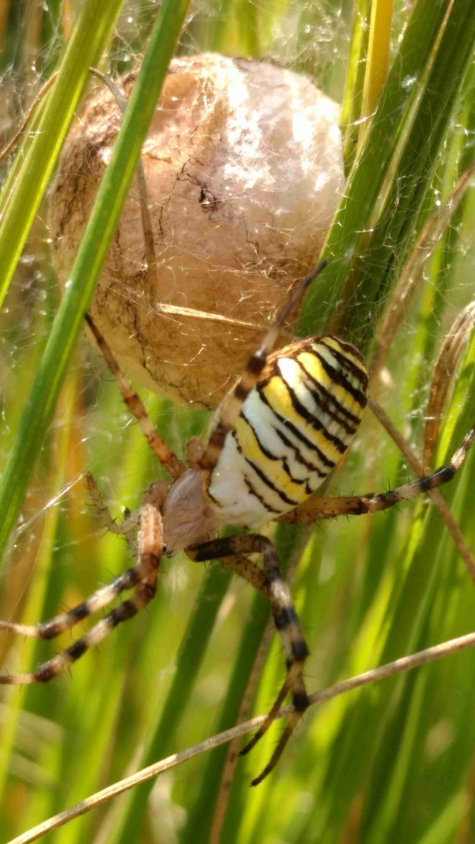 Motorola Moto G (4) sample photo. Wasp spider, insect, spider photography
