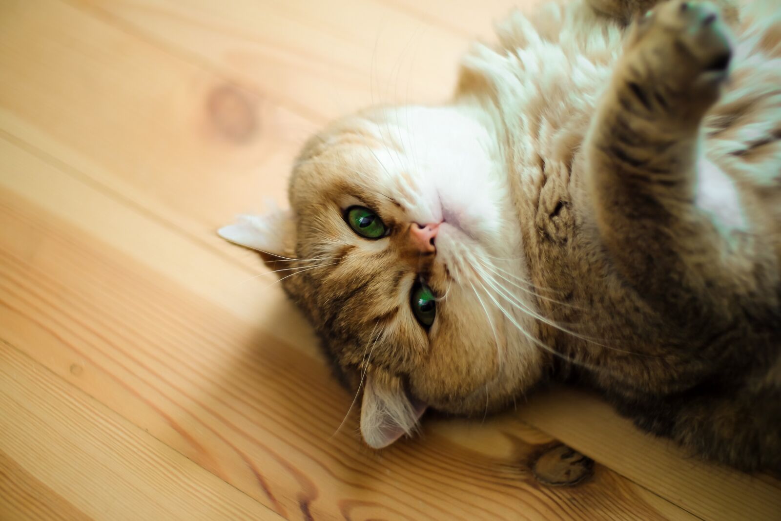 Fujifilm X-T10 sample photo. Charming, animals, young photography