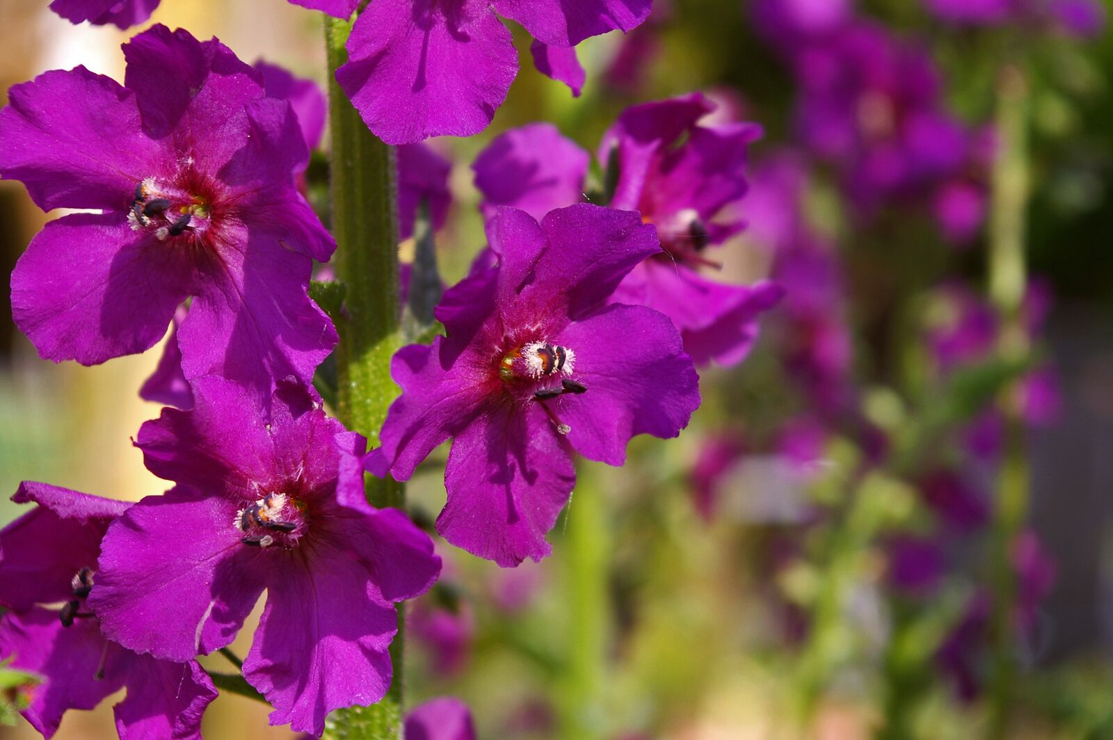 Pentax *ist DL2 sample photo. Mullein, purple flower, garden photography