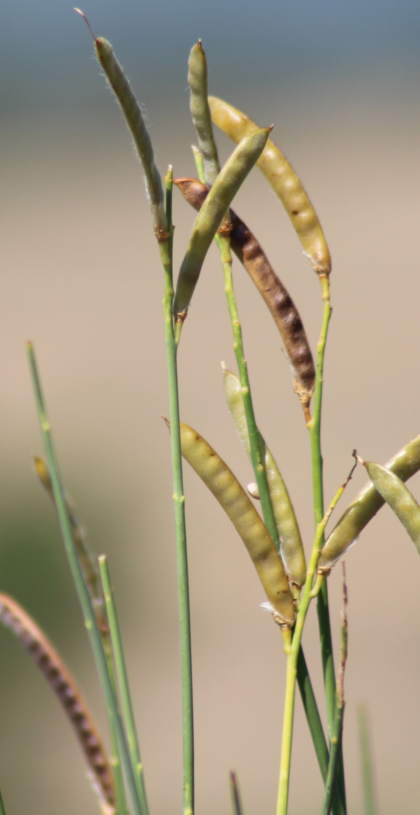Canon EOS 700D (EOS Rebel T5i / EOS Kiss X7i) sample photo. Rest, plant, harmony photography