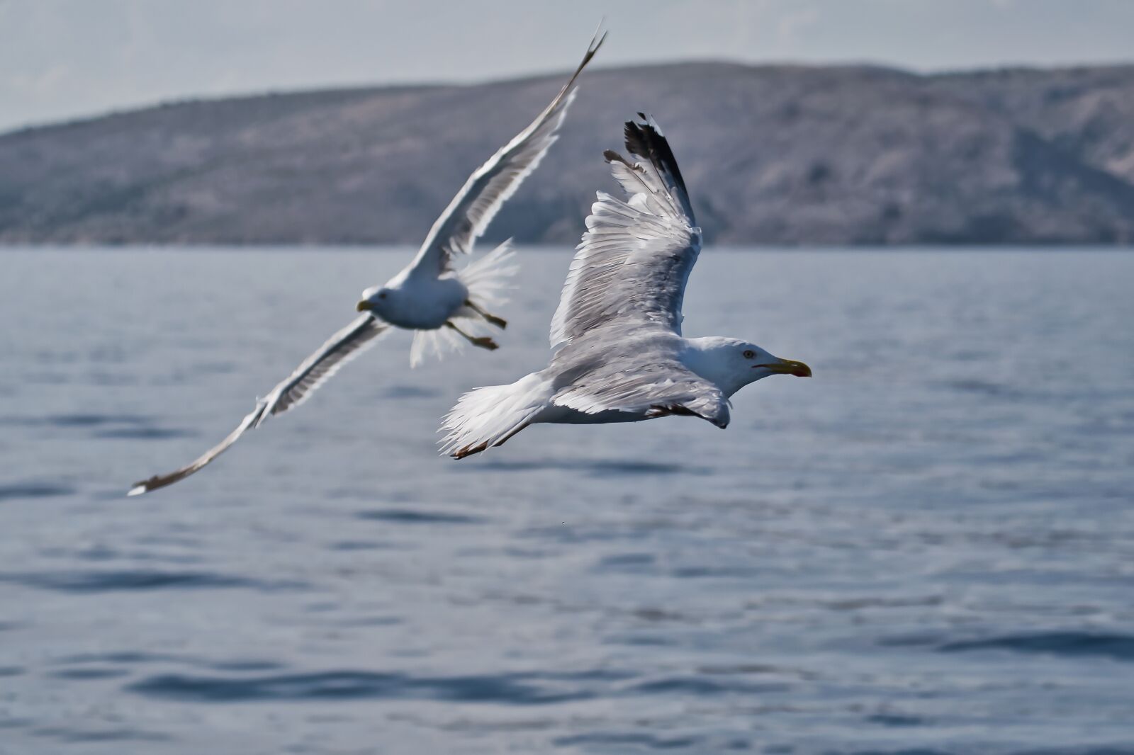 Nikon D5300 sample photo. Seagull, sea, bird photography