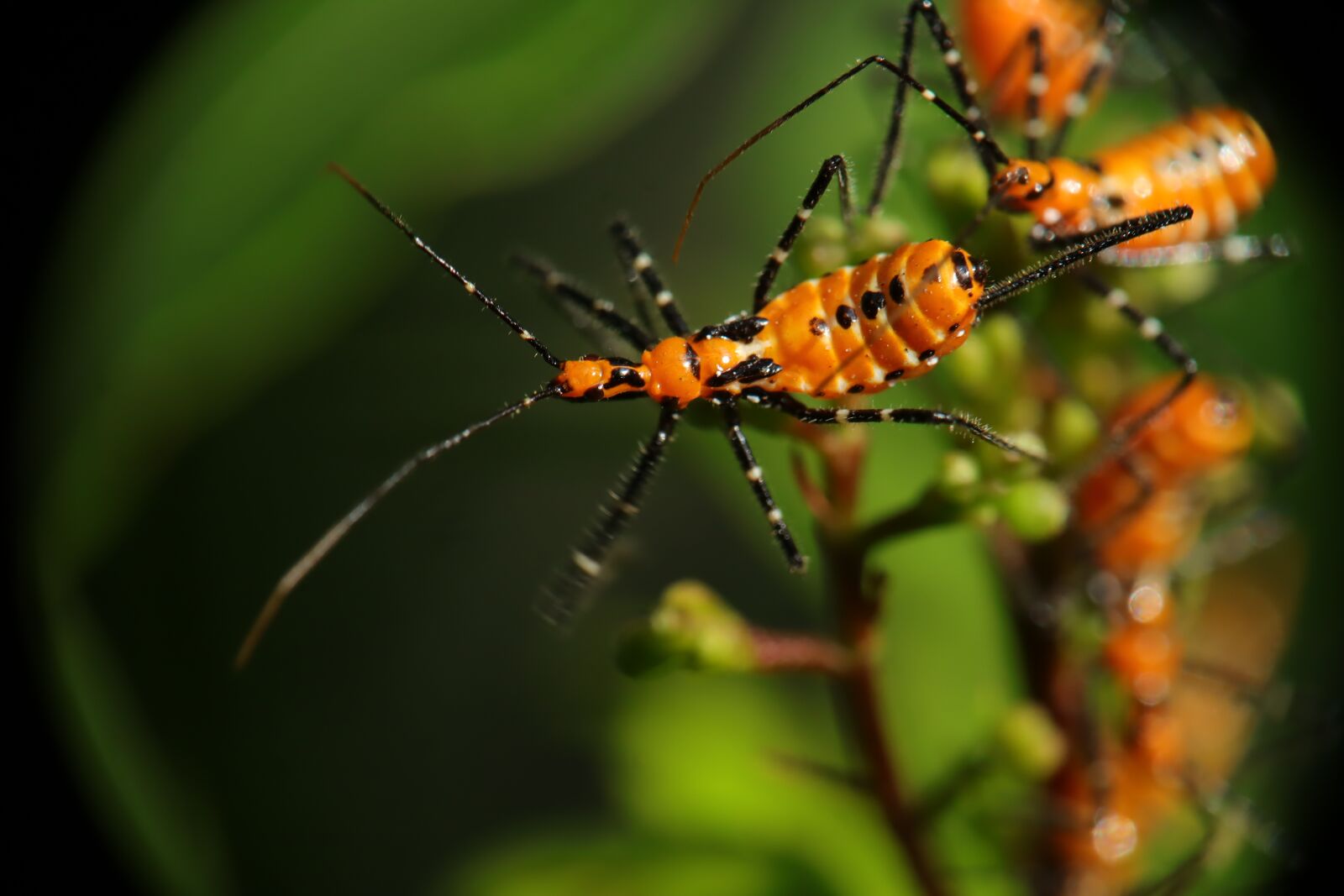 Canon EOS M50 (EOS Kiss M) sample photo. Insect, nature, plague photography