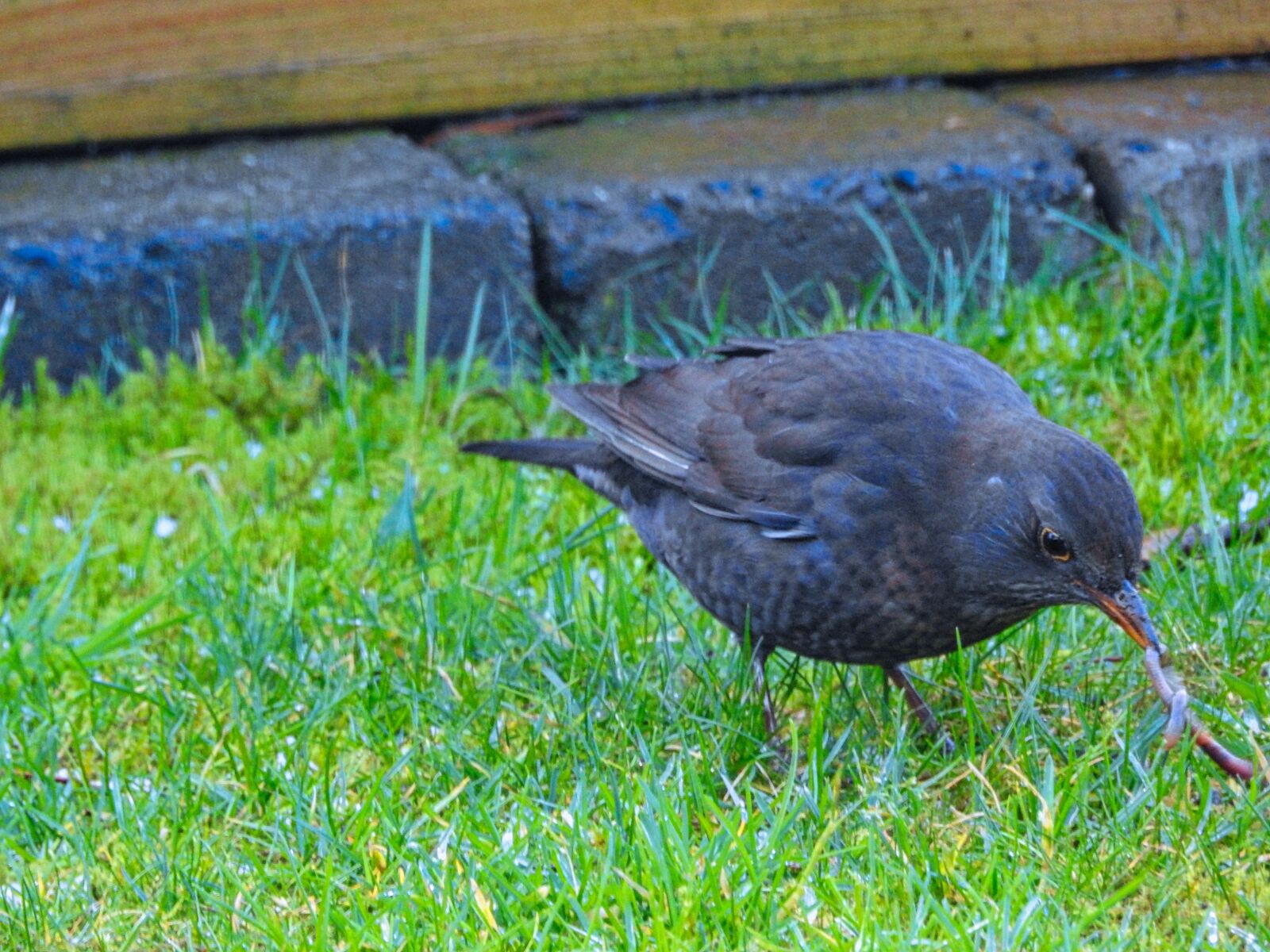 Nikon Coolpix P900 sample photo. Blackbird, bird, nature photography