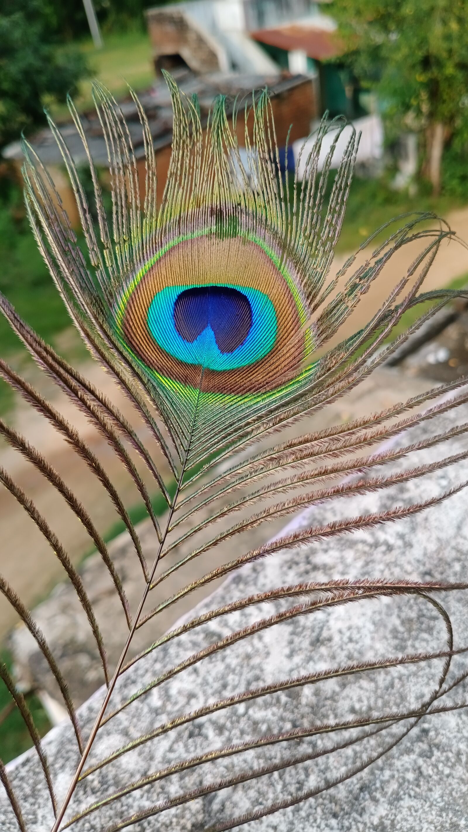 vivo 1907 sample photo. Beautiful, peacock feather, feather photography