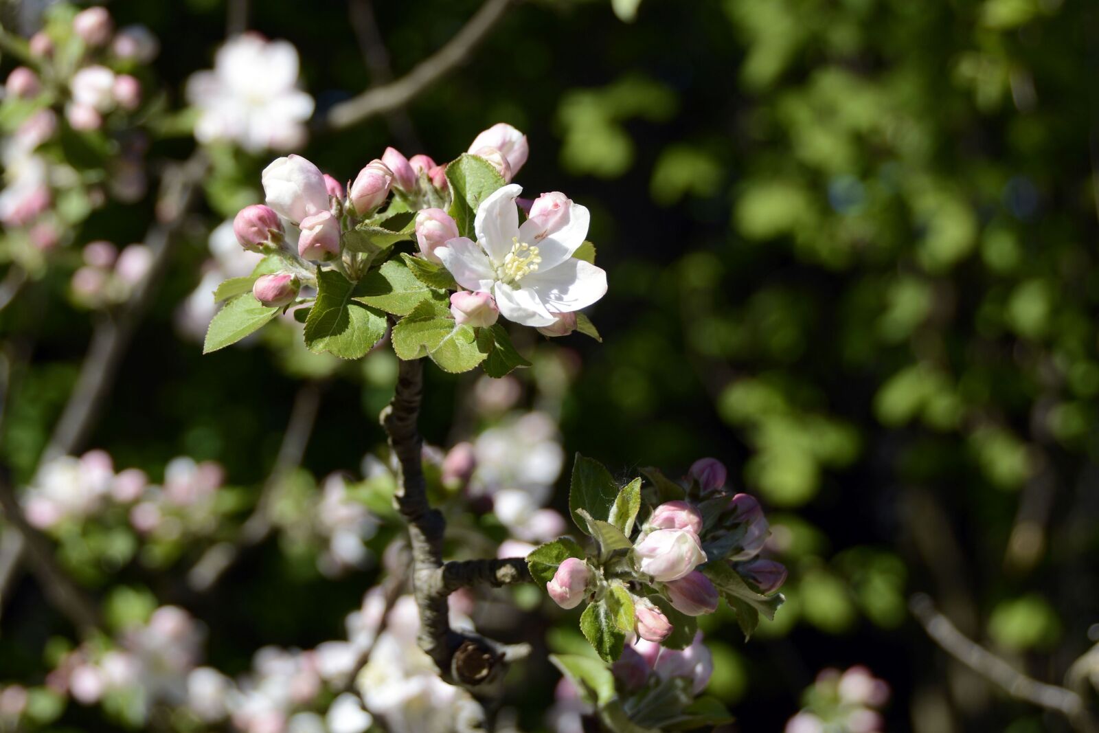 Nikon D7100 sample photo. Apple tree blossom, nature photography