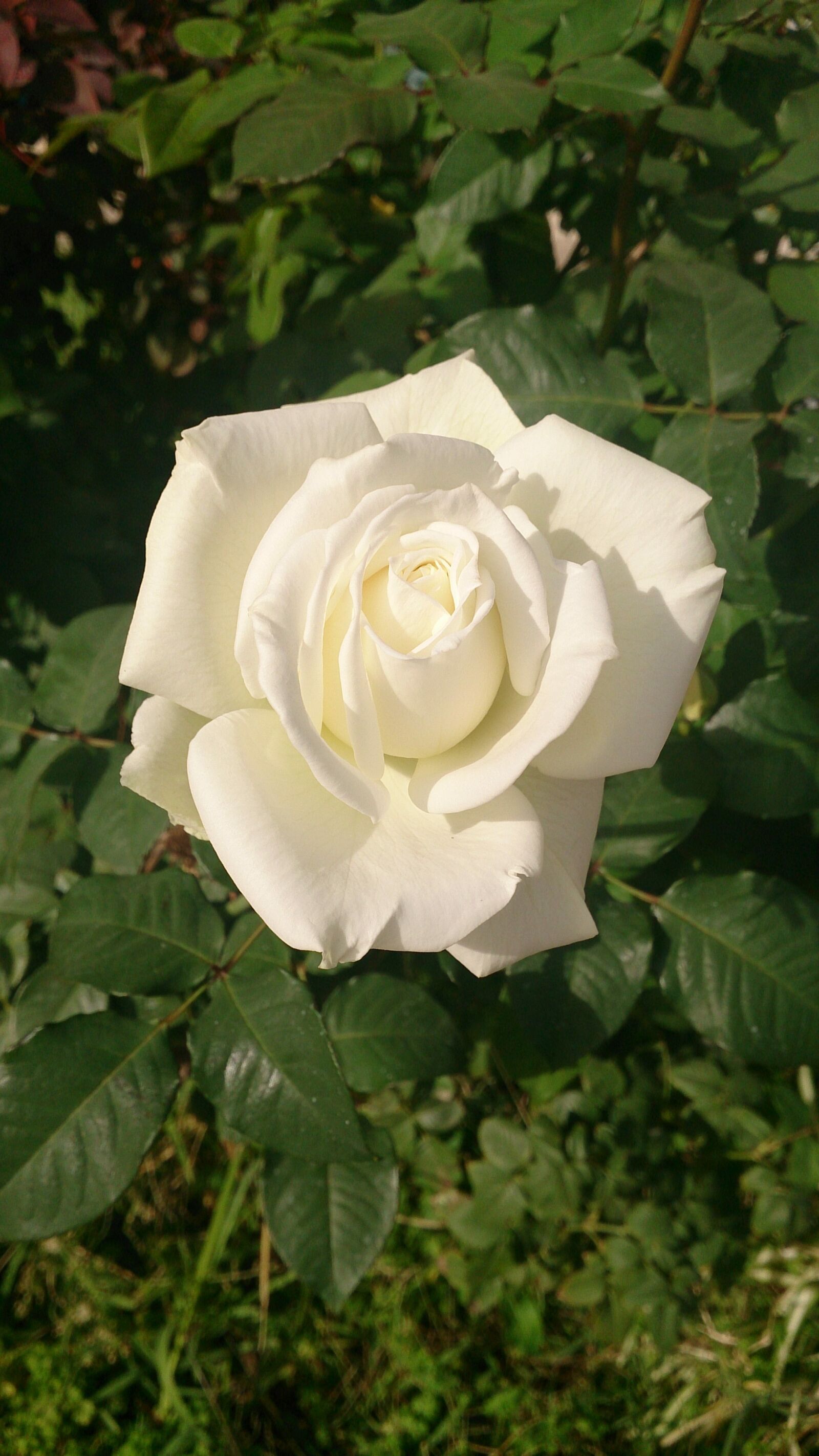 Sony Xperia Z sample photo. Macro, photography, morning, rose photography