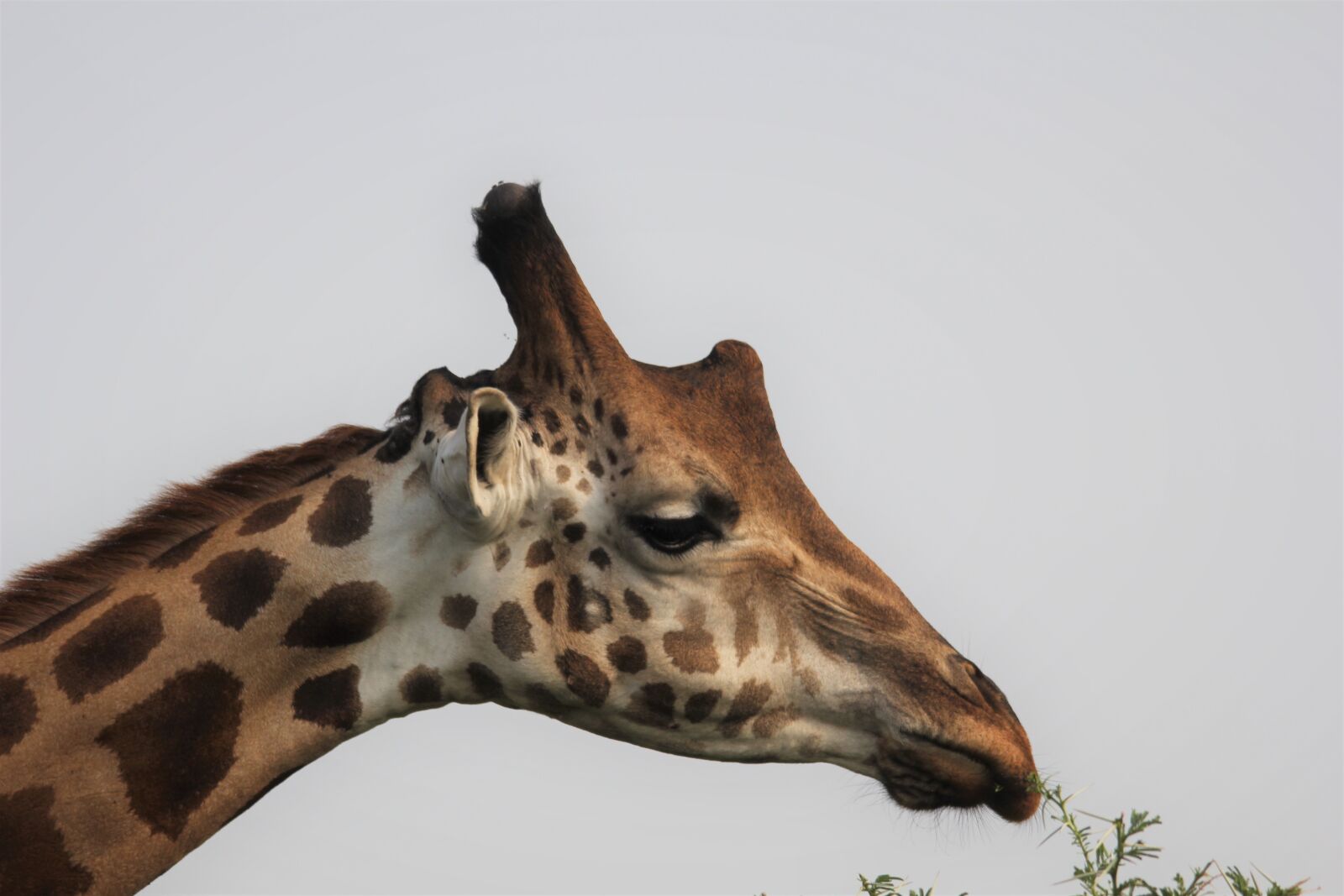 Canon EOS 60D sample photo. Giraffe, head, neck photography