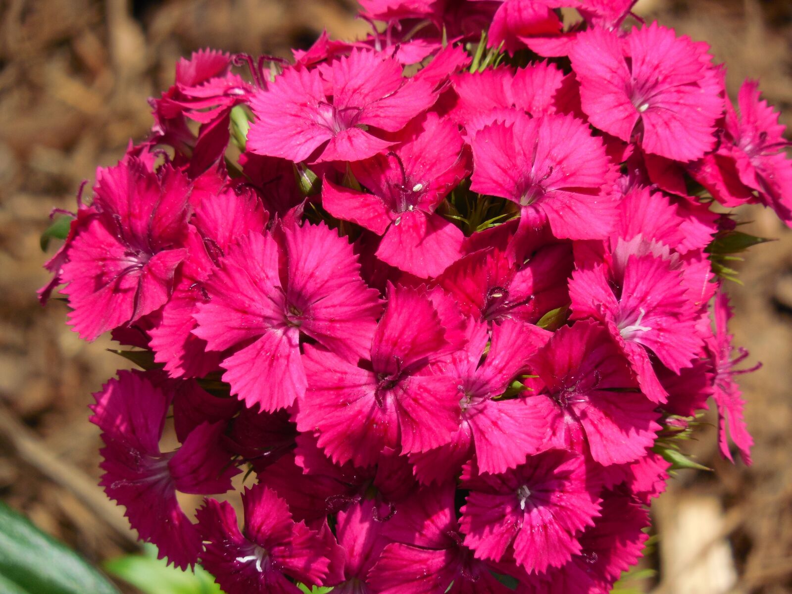 Nikon COOLPIX L620 sample photo. Sweet william, dianthus, flower photography