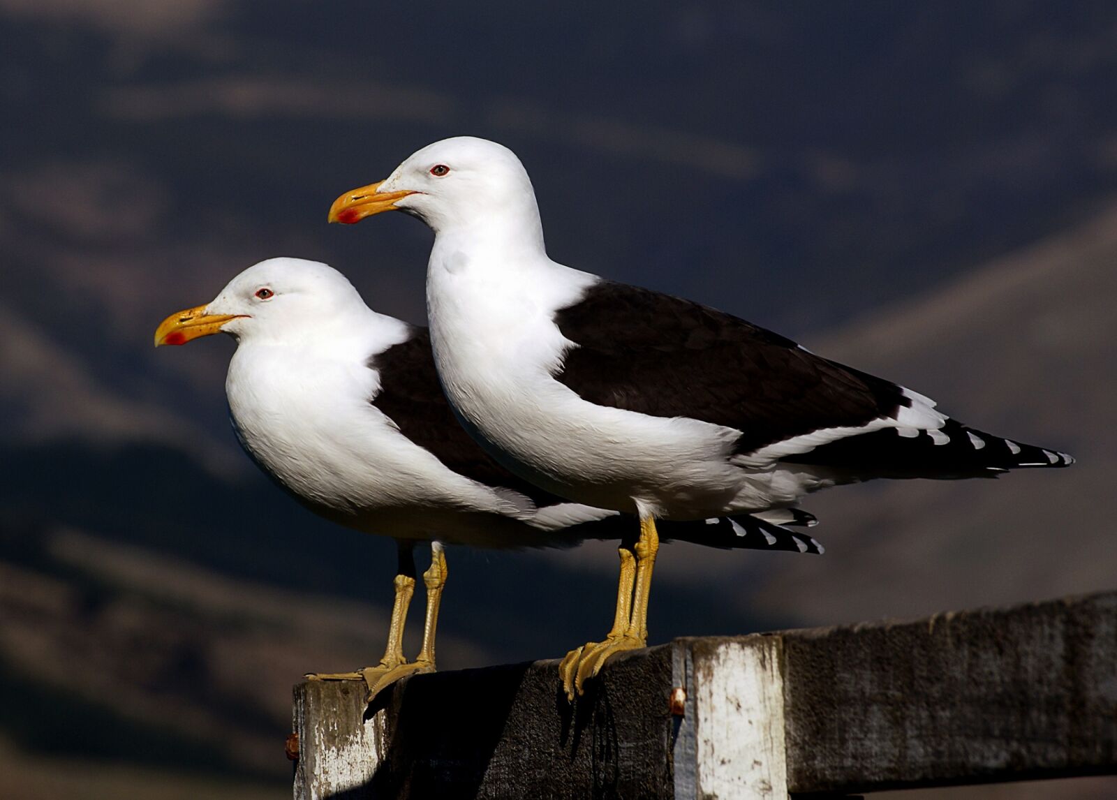 Sony Alpha DSLR-A300 sample photo. Black-backed seagulls, perched, birds photography