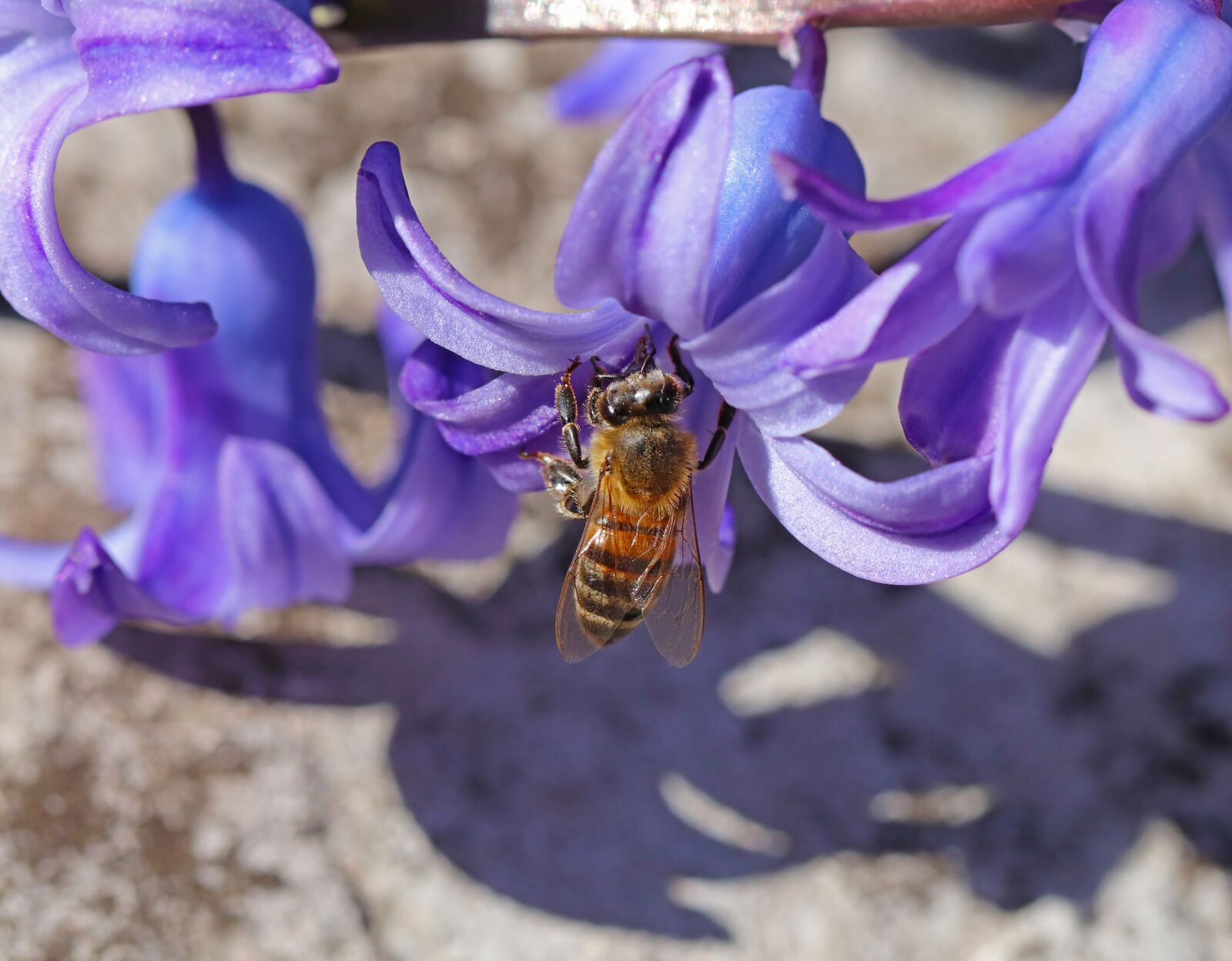 Canon EOS 800D (EOS Rebel T7i / EOS Kiss X9i) sample photo. Honey bee, bee, lavender photography