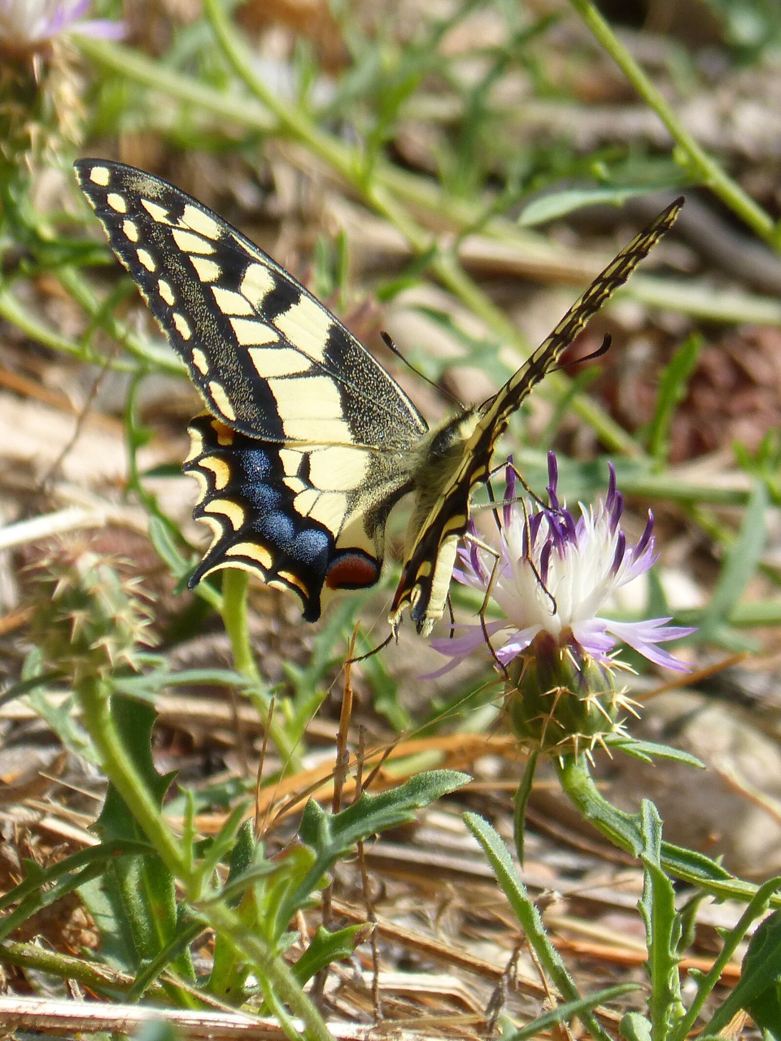 Panasonic DMC-FZ62 sample photo. Butterfly, papilio machaon, machaon photography
