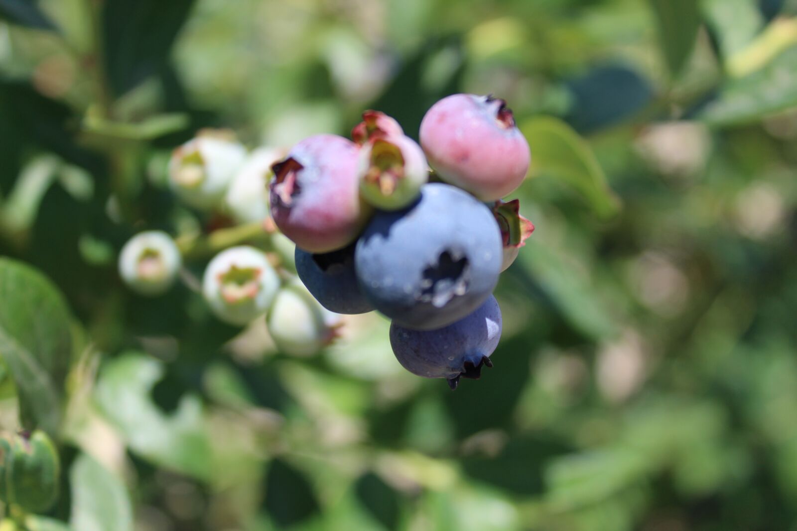 Canon EOS 1300D (EOS Rebel T6 / EOS Kiss X80) sample photo. Blue, blueberry, blueberries photography