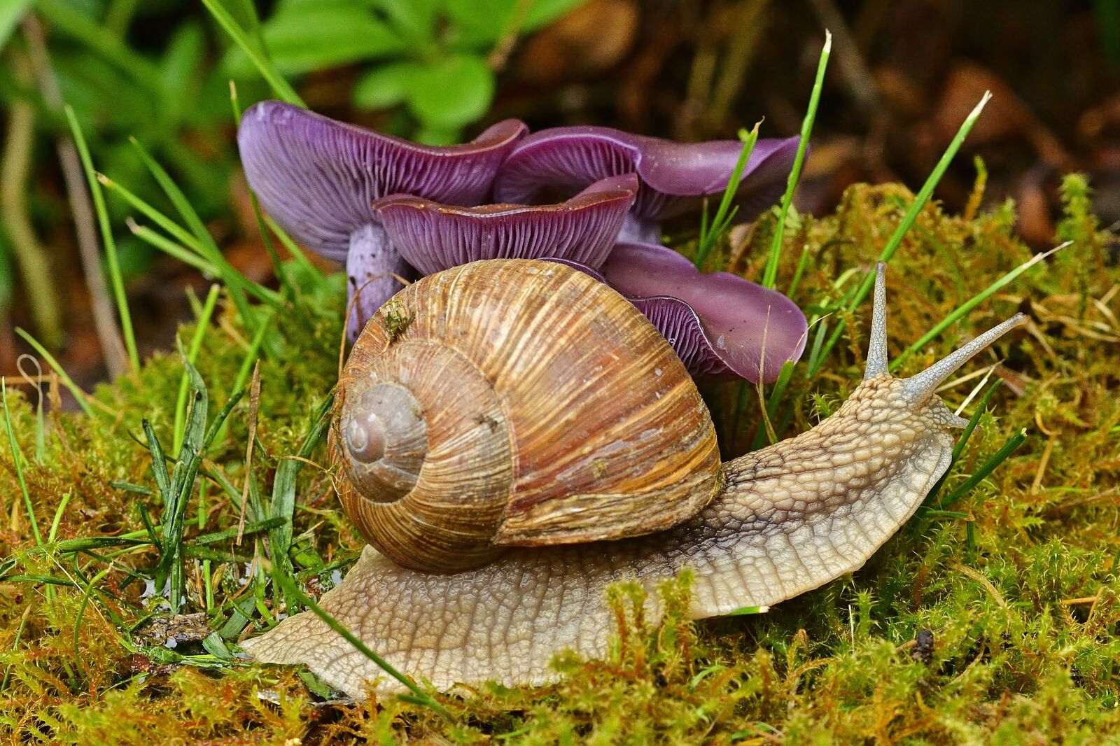 Nikon D5200 sample photo. Garden, mushrooms, snail photography