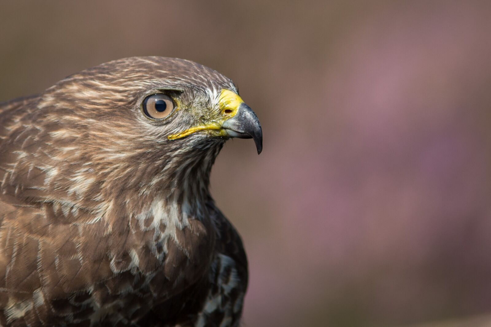 Canon EF 300mm F4L IS USM sample photo. Head, bird, bird of photography