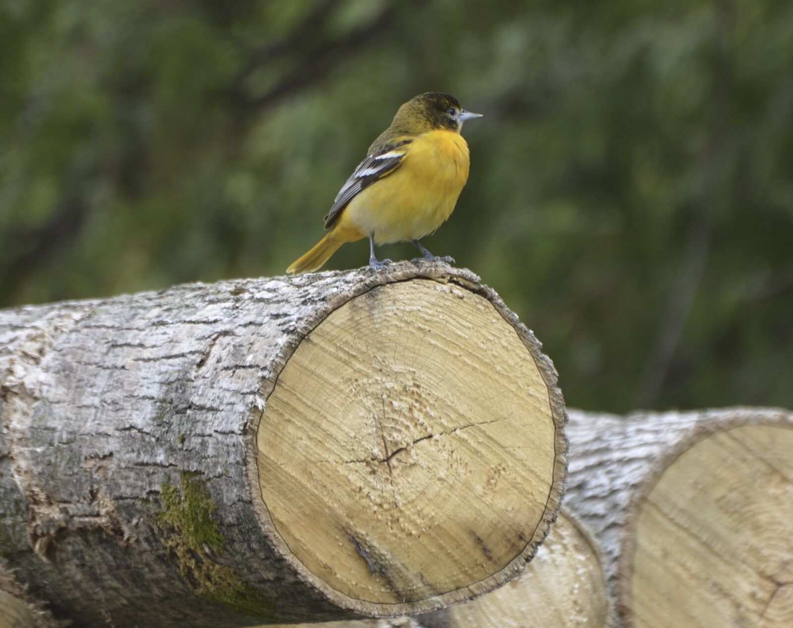 Nikon D7000 sample photo. Baltimore, oriole, bird photography