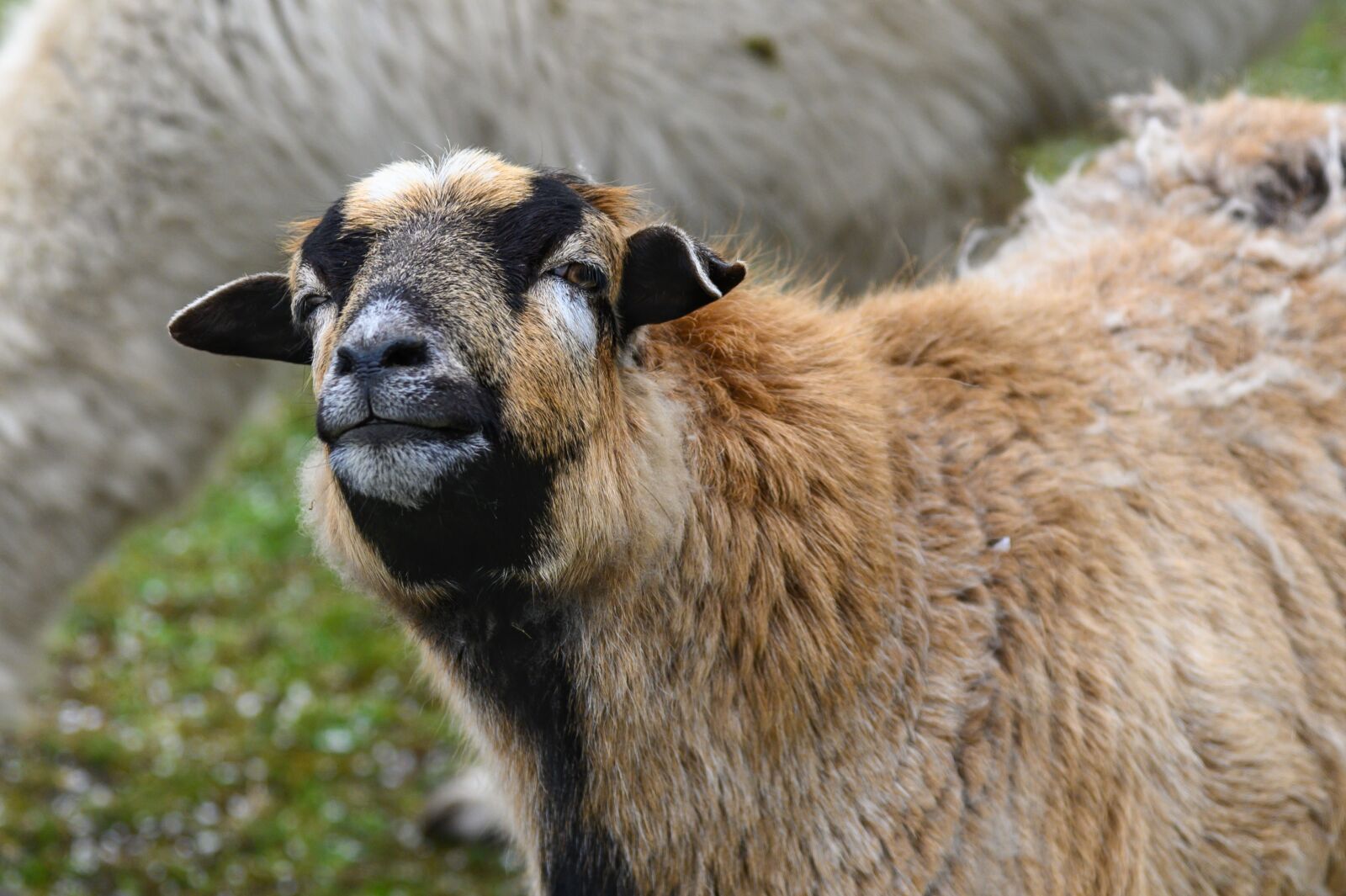 Nikon Z6 sample photo. Sheep, animal, mammal photography