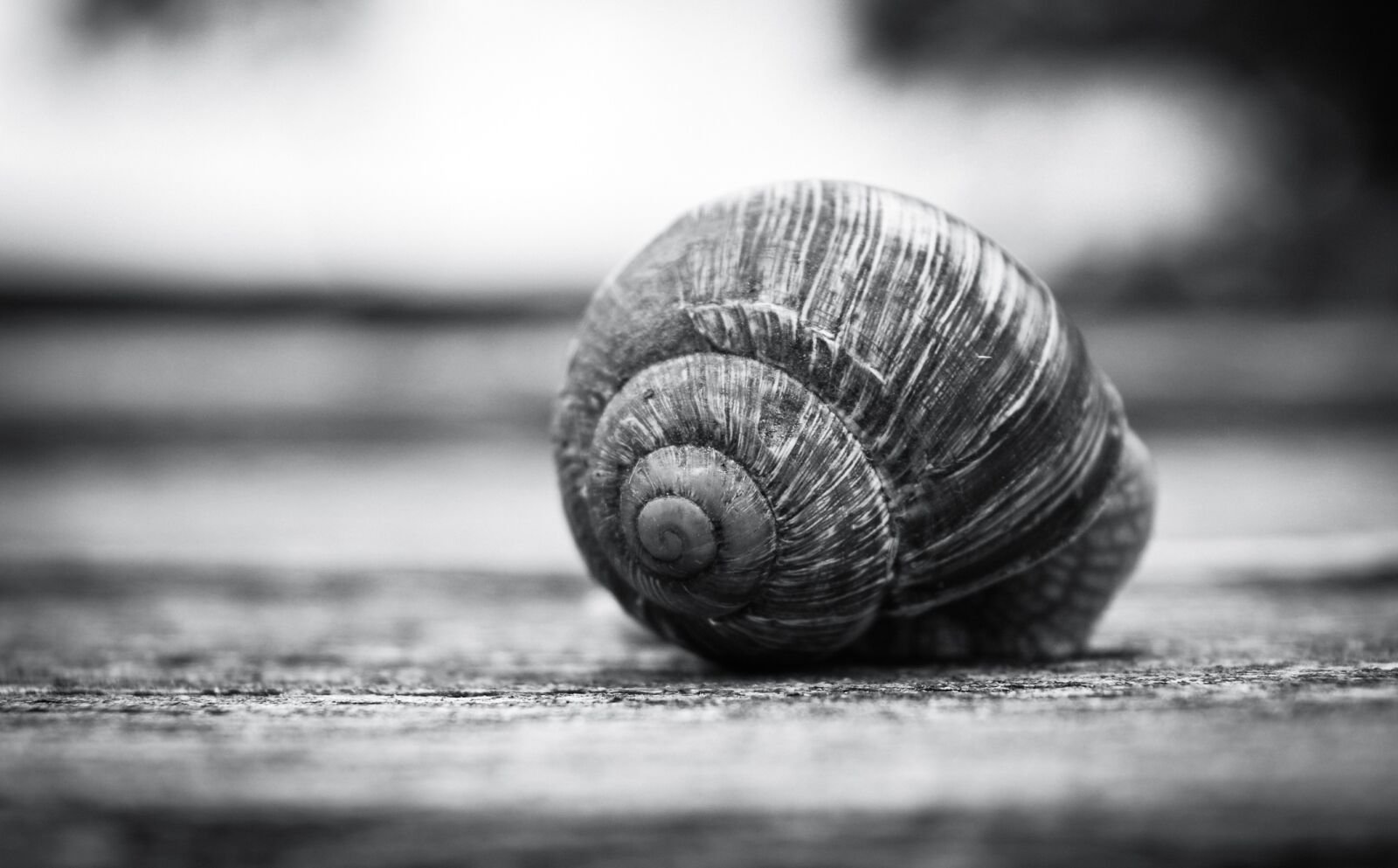 Nikon D3200 sample photo. Snail shell, shell, snail photography