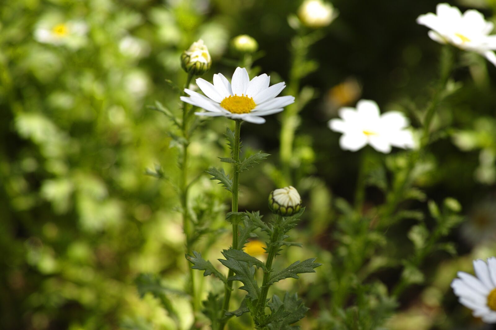 Sigma DP3 Merrill sample photo. Daisy, flower, spring photography