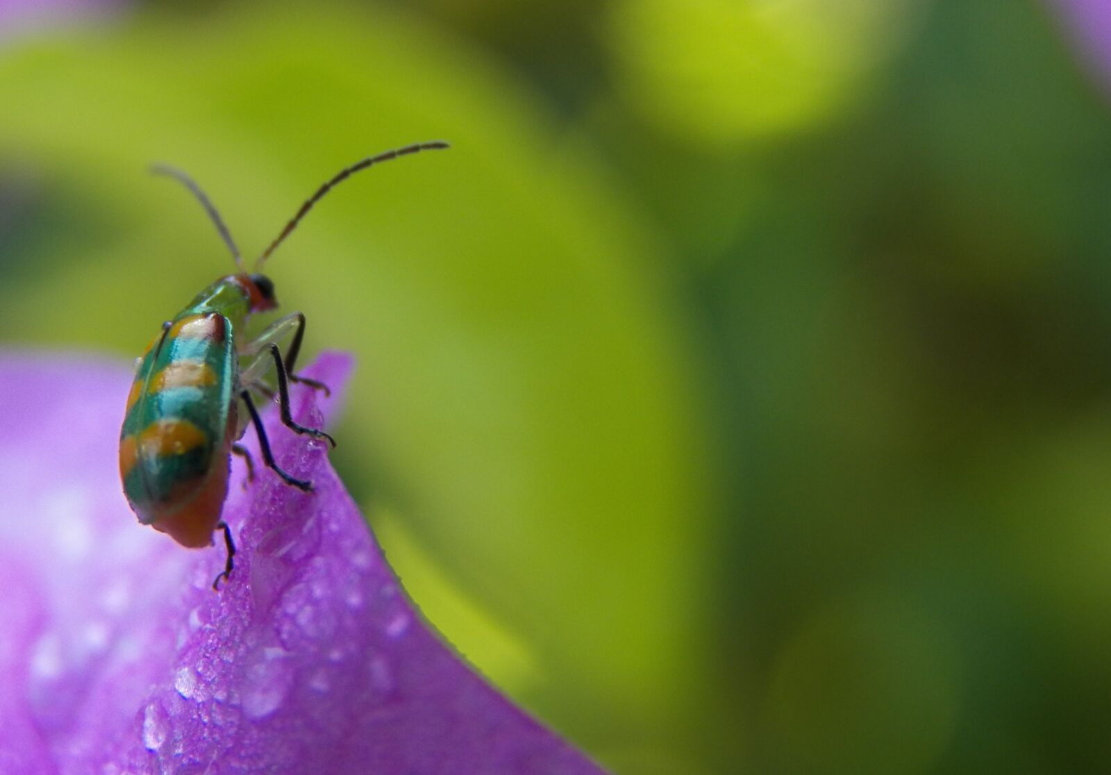 Kodak EasyShare Z990 (EasyShare Max) sample photo. Beetle, ladybug purple, flower photography