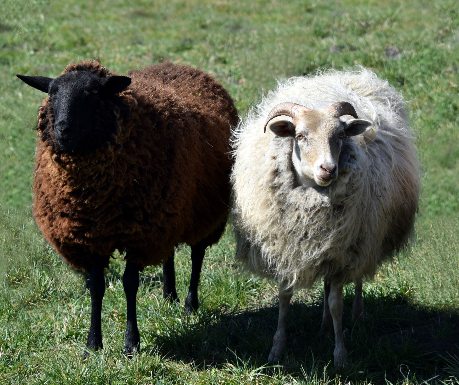 Nikon D5300 sample photo. Sheep, white, brown photography