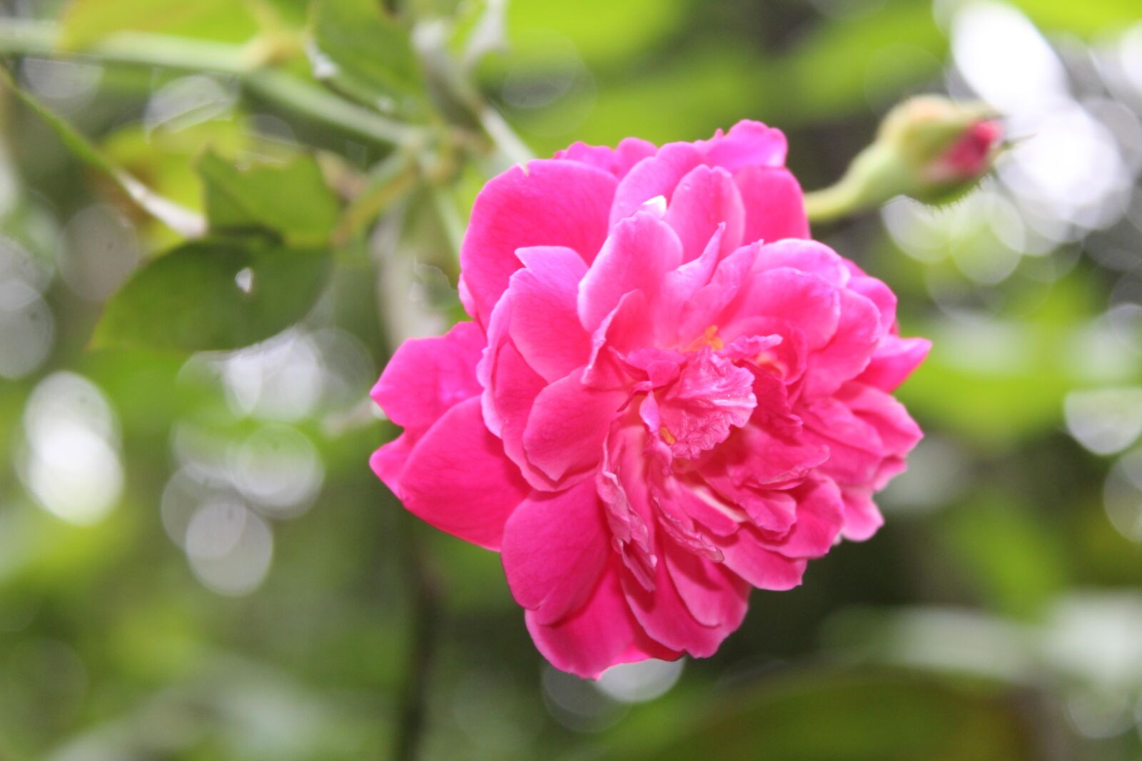 Canon EOS 1300D (EOS Rebel T6 / EOS Kiss X80) sample photo. Flower, rose, pink rose photography
