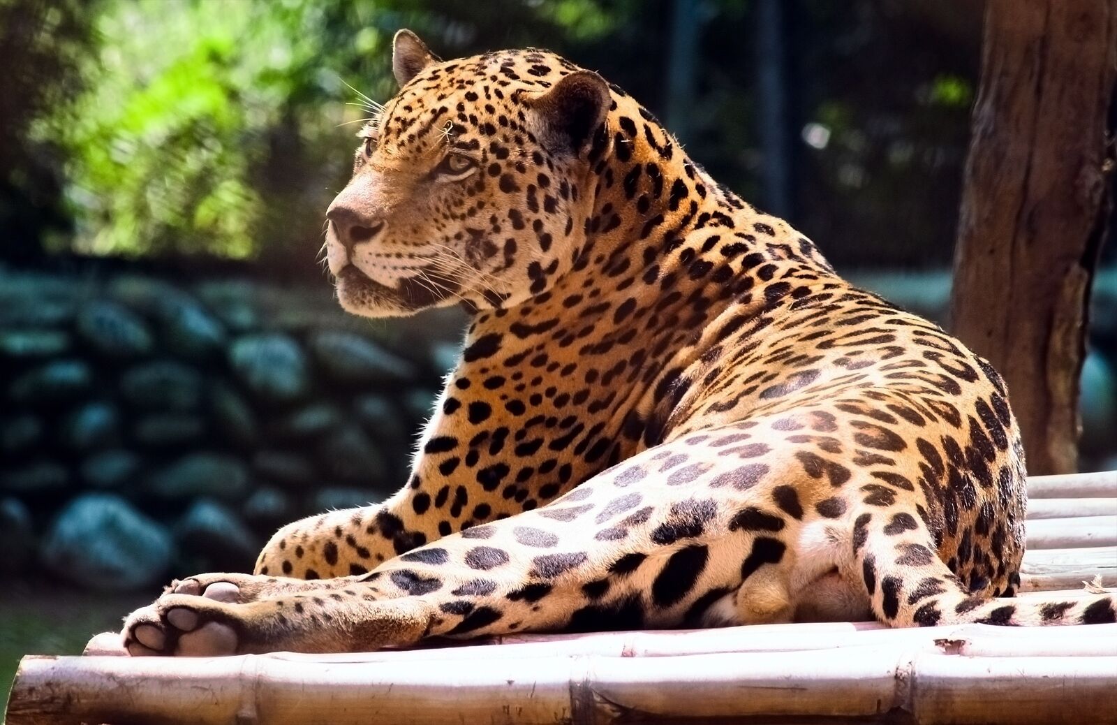 Canon EOS 700D (EOS Rebel T5i / EOS Kiss X7i) sample photo. Cheetah, feline, wild cat photography