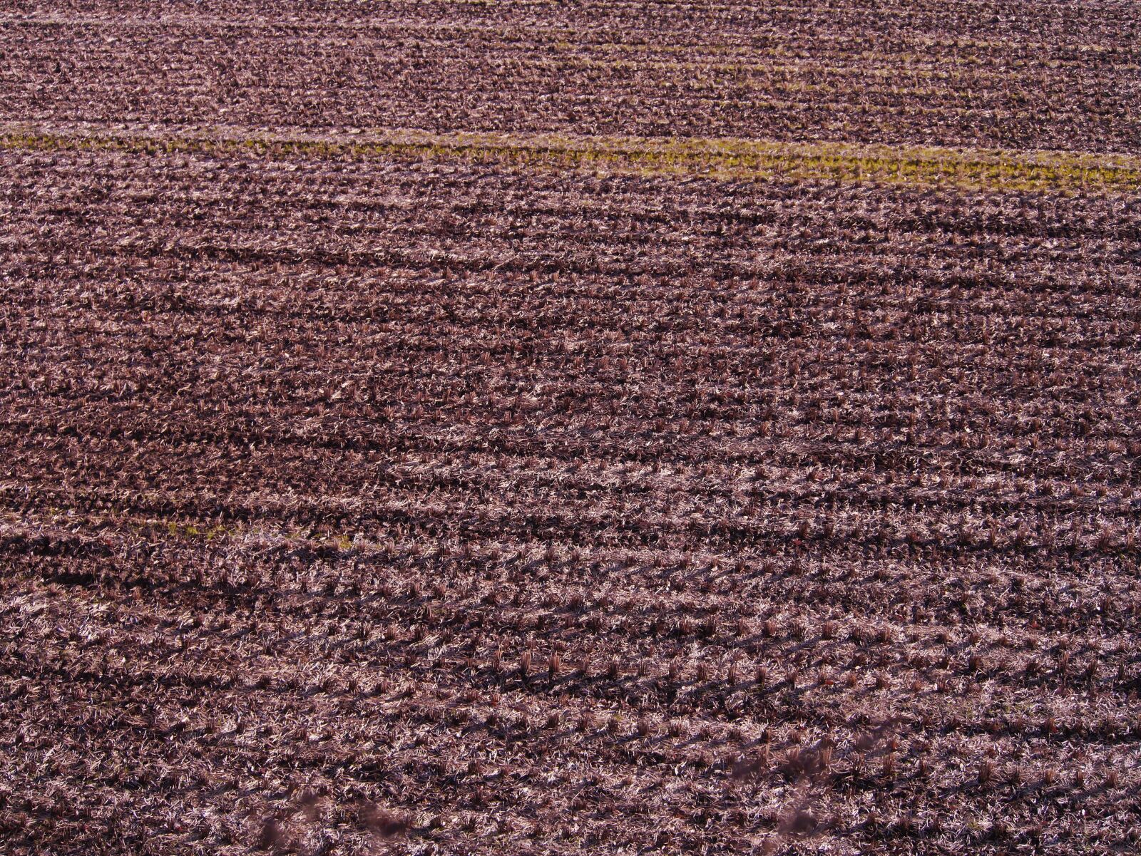 Panasonic Lumix DMC-GX1 sample photo. Yamada's rice fields, winter photography