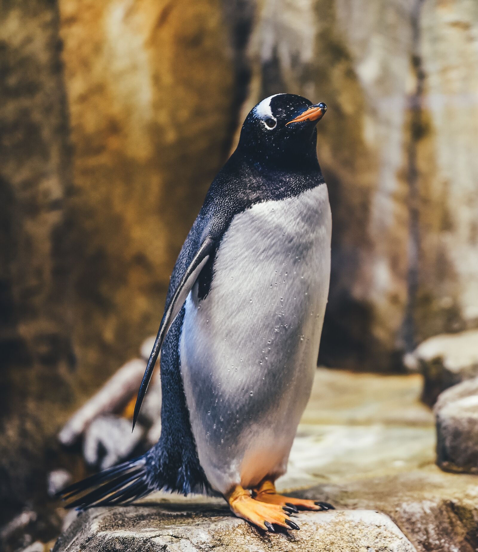 Nikon D4S sample photo. Animal, penguin, avian photography