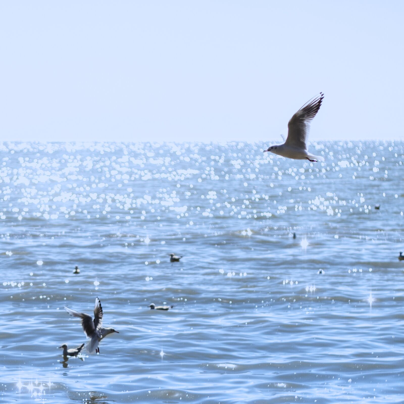 Canon EOS 650D (EOS Rebel T4i / EOS Kiss X6i) sample photo. Seagull, natural, birds photography