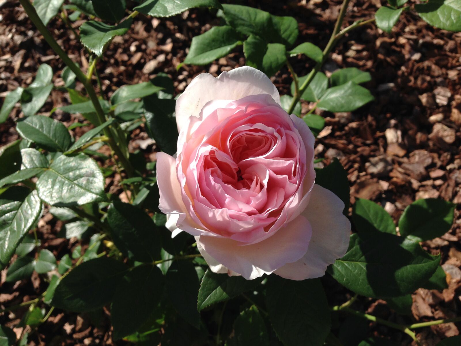 iPhone 5 back camera 4.12mm f/2.4 sample photo. Rose, fragrance, beauty photography