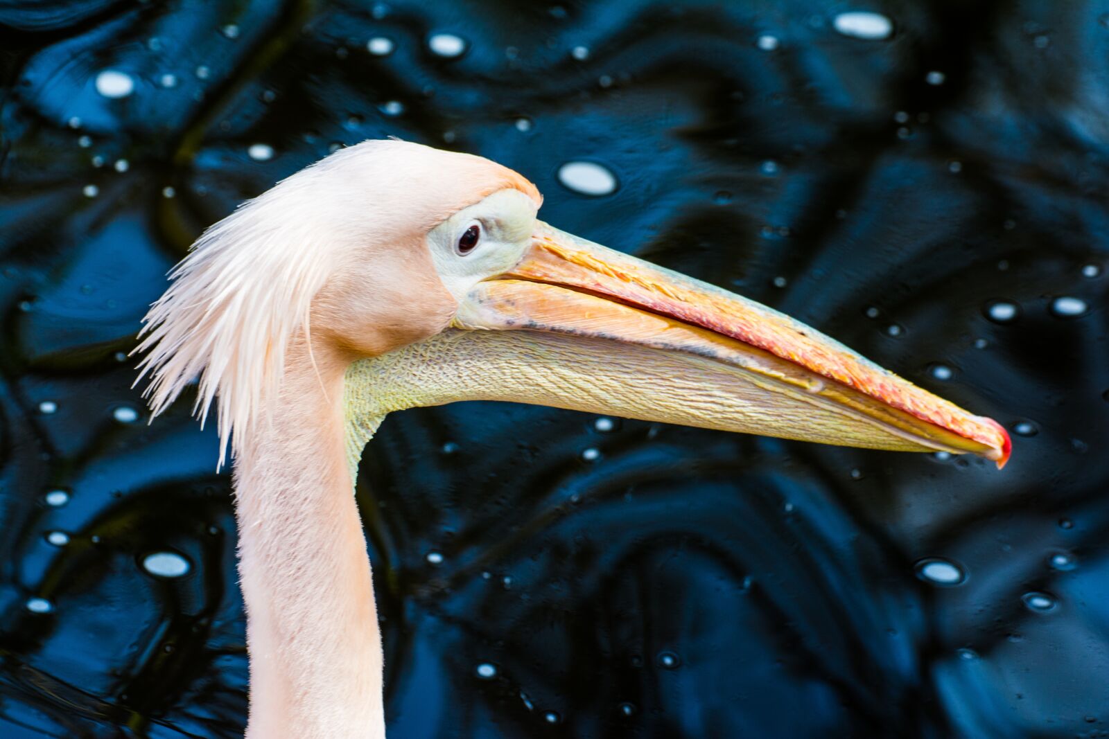 Nikon D7100 sample photo. Animal, zoo, water photography