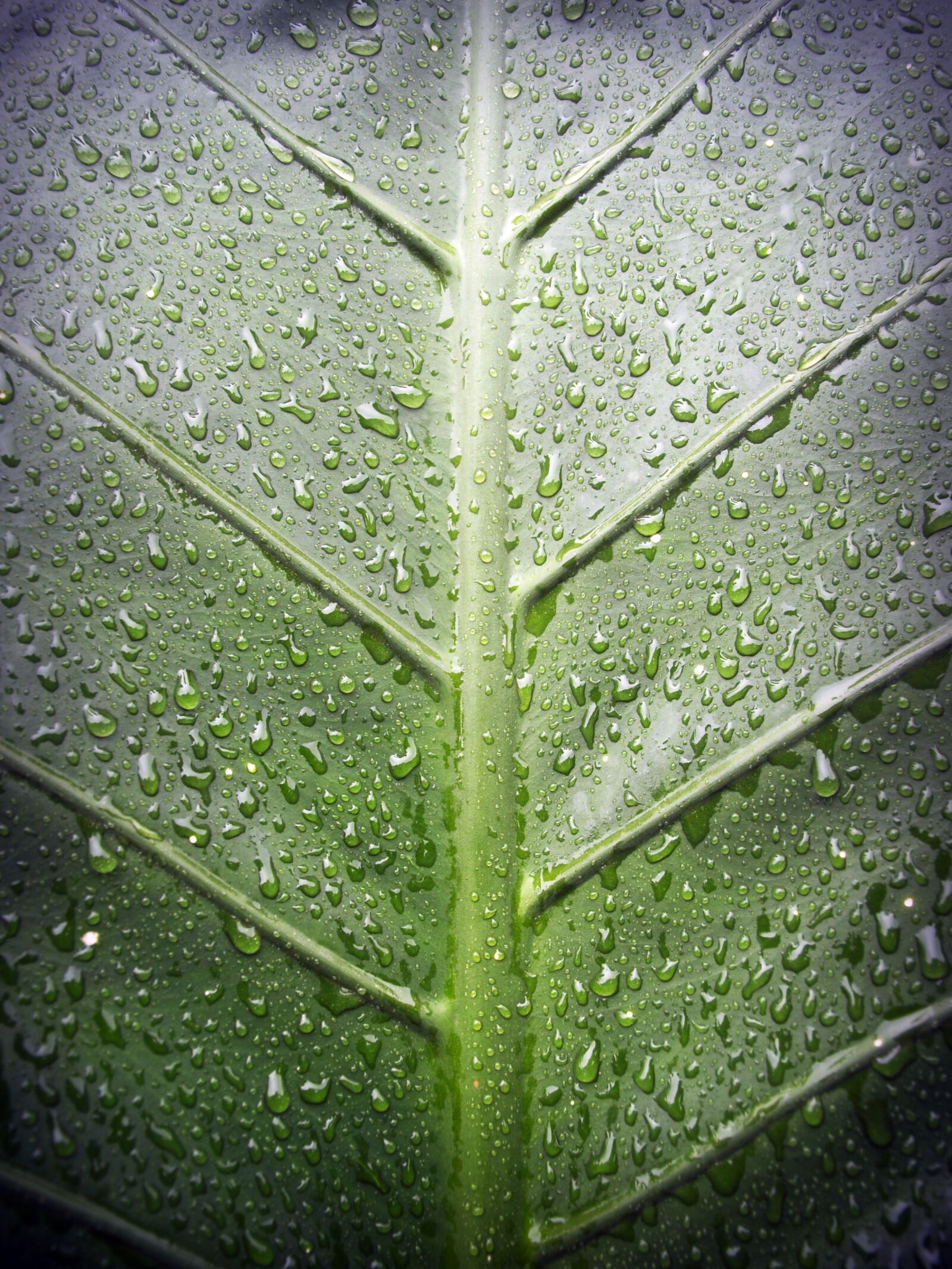 Olympus E-300 (EVOLT E-300) sample photo. Leaf, water, green photography