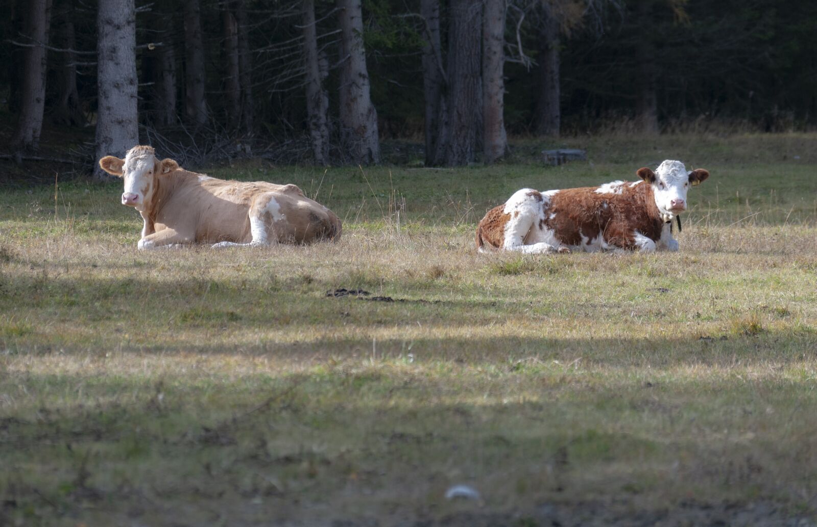 Nikon D300S sample photo. Alpine, cows, mountains photography